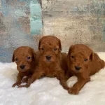 Toy Boyut Red Brown Bebekler