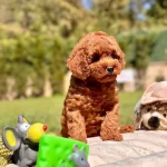 Red Brown Toy Poodle Yavruları