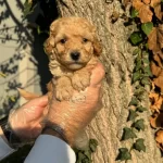 Apricot Cok Ozel Toy Poodle Bebeklerimiz