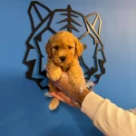 Apricot Renk Toy Poodle Bebeklerimiz