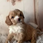 2 Aylık Cavapoo Yavruları
