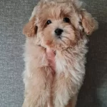 Super Mini Erkek Maltipoo