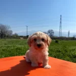 Maltipoo Bebeklerimiz