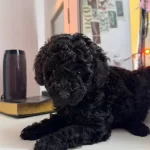 En Uygun Fiyata Toy Poodle Yavruları