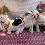 Evraklı Saglıklı Safkan Maskeli Fransız Bulldog Yavruları