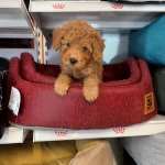 Ruhsatlı Ciftlikten Red Toy Poodle Bebekler