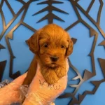 Gülen Yüz Red Ozel Renk Maltipoo Yavruları