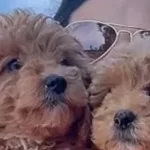 Muhteşem Toy Poodle Yavrularım