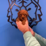 Red Browne Toy Poodle Yavruları