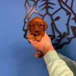 Red Browne Maltipoo Yavruları