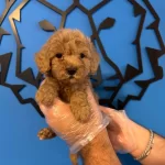 Tea Cup Apricot Toy Poodle Bebeklerimiz