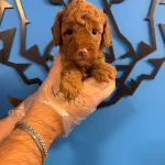 Red Browne Toy Poodle Yavrumuz