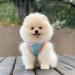 Teddy Bear Suratlı Pomeranian Boo Yavrusu