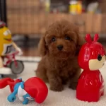 Sevimli Mini Poodle Yavrularımız