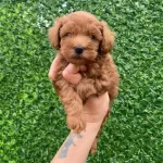 Original Teacup Minik Maltipoo