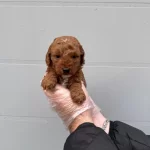 Toy Poodle Formunda Maltipoo Yavrularimiz
