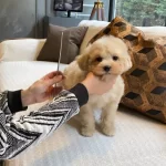 Zekasıyla Buyuleyen Hipoalerjenik 3 Aylık Maltipoo Yavrusu