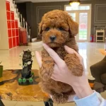 Zekası Ve Hipoalerjenik Yapısıyla Dikkat Ceken Oyuncu Poodle Yavruları