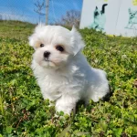 Kore Kanı Mini Maltese Bebekler Sun Kennels