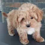 Akıllı Ve tüy Dokmeyen Maltipoo Yavru