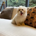 Eğitimli Maltipoo Yavruları Akıllı Ve tüy Dokmeyen Dostunuz