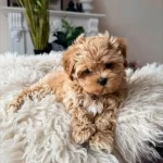 Hem Oyuncu Hem Akıllı Eğitimli Maltipoo Yavrular
