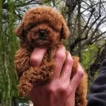 Efsane Toy Poodle Yavruları Istanbul