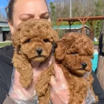 Hayatınıza Neşe Katacak Kıvırcık Zeka Kupu Toy Poodle