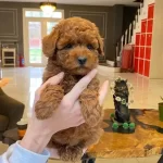 Tarcın Sekeri Toy Poodle
