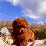 Zekası Ve Antialerjik Yapısıyla Red Brown Toy Poodle Yavruları
