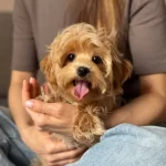 Ev Ortamında Yetisen Zeki Ve Hipoalerjenik Toy Poodle Yavruları
