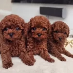 Kıvırcık Kızıl Toy Poodle Yavruları Ile Neseli Bir Baslangıc