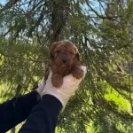 Irk Ve Saglık Garantili Poodle Yavrularımız