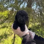 Sirin Ve Oyuncu Siyah Inci Poodle Bebeklerimiz