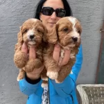 Maltipoo Yavrularım Sağlık Ve Irk Garantilidir