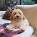 Akıllı Ve tüy Dokmeyen Karakteriyle Maltipoo Yavrusu