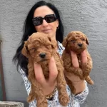 Ped Disiplini Kazanmıs Koyu Kızıl Toy Poodle Yavrularım