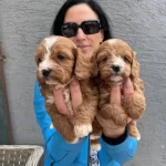 Kızıl Kurklu Tuvalet Eğitimli Maltipoo Yavrularım