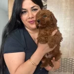 Red Brown Kilo Garantili Poodle Yavrularım