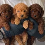 Kıvırcık Enerji Kupu Toy Poodle Yavruları