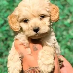 Antialerjik Maltipoo Yavruları