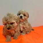 Eğitimli Maltipoo Yavrularımız