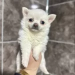 Beyaz Pomeranian Yavrumuz