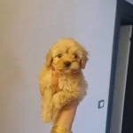 Teacup Minnaklarım Teslime Hazır