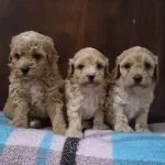 A Kalite Maltipoo Bebekler