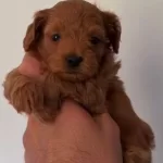Toy Poodle Sevimli Yavrular