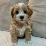 Maltipoo Cinsi Yavrular