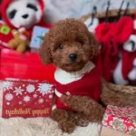 Tatlis Toy Poodle Bebeklerim