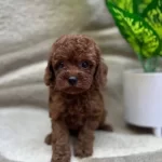 Red Brown Mukemmel Toy Poodle Bebeklerimiz