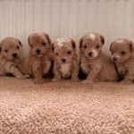 Teacup Boy Ev Dogumlu Maltipoo Bebekler